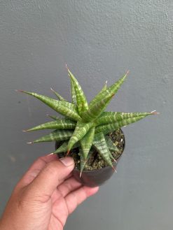 Sansevieria Blorong, real gallery image #12 plants. Picture taken directly from kaktus.id community Sansevieria farmer green houses.