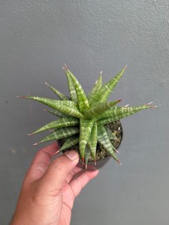 Sansevieria Blorong, real gallery image #13 plants. Picture taken directly from kaktus.id community Sansevieria farmer green houses.