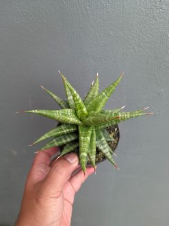 Sansevieria Blorong, real gallery image #14 plants. Picture taken directly from kaktus.id community Sansevieria farmer green houses.