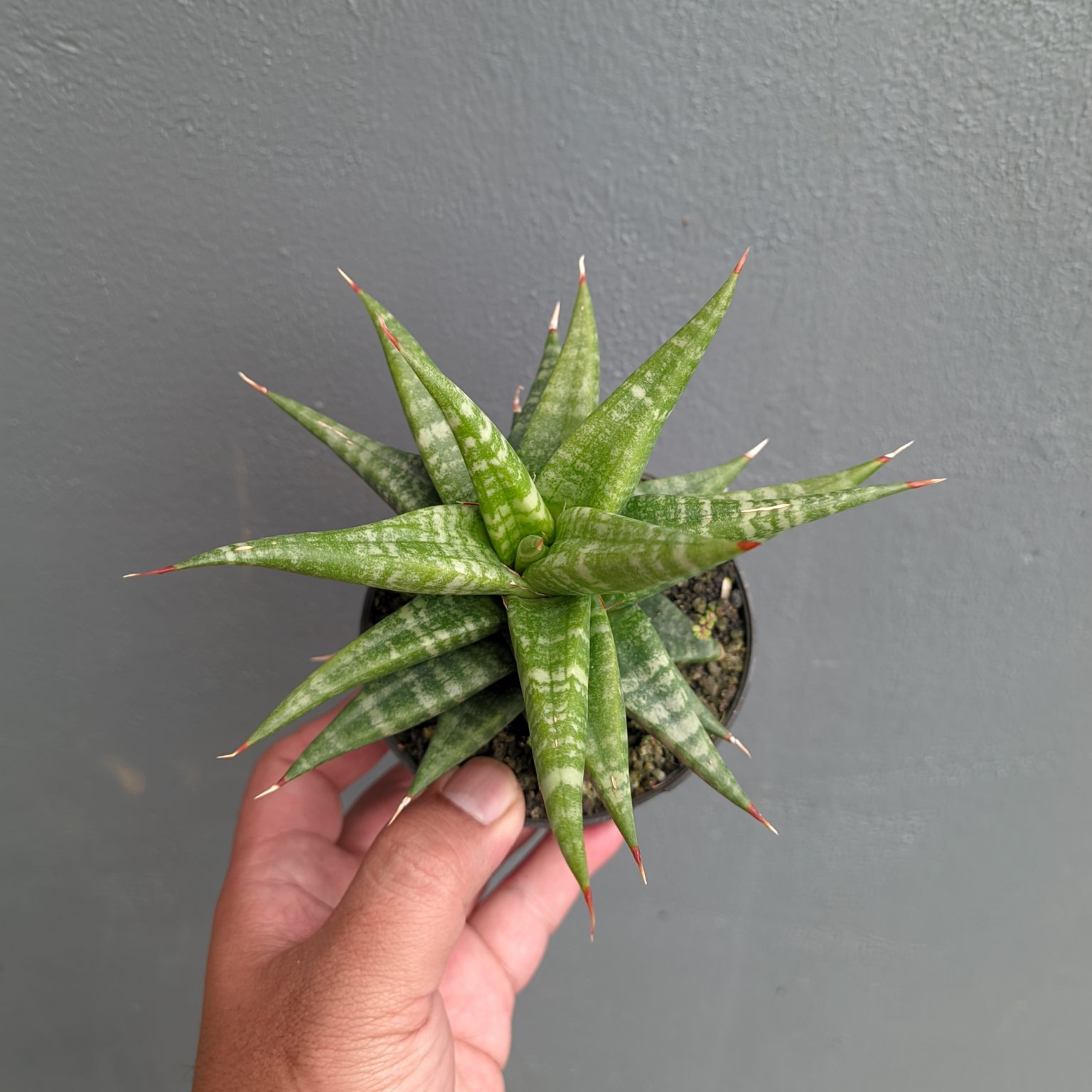 Sansevieria Blorong, real feature image plant. Picture taken directly from kaktus.id community Sansevieria farmer green houses.