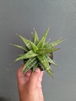 Sansevieria Blorong, real gallery image #3 plants. Picture taken directly from kaktus.id community Sansevieria farmer green houses.