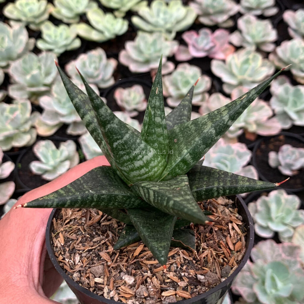 kaktus.id
