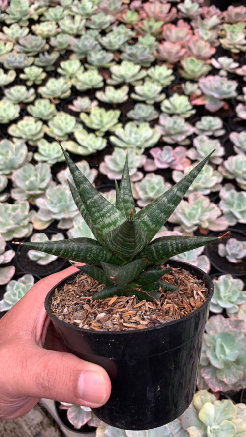 Sansevieria Blorong, real gallery image #6 plants. Picture taken directly from kaktus.id community Sansevieria farmer green houses.