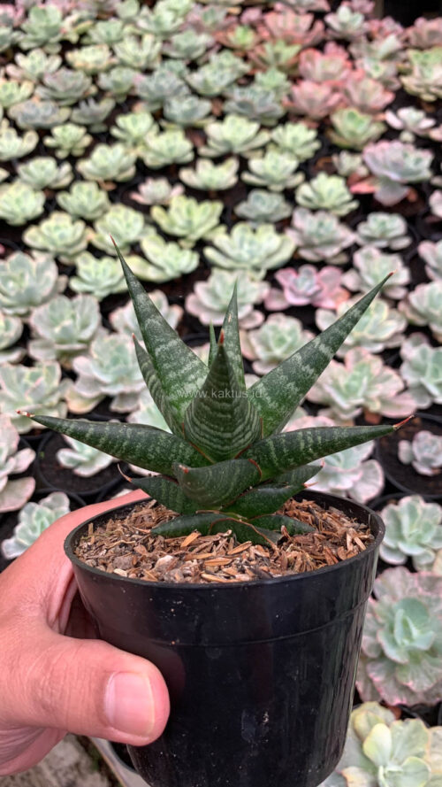 Sansevieria Blorong, real gallery image #8 plants. Picture taken directly from kaktus.id community Sansevieria farmer green houses.