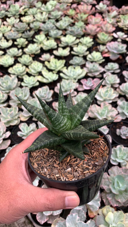 Sansevieria Blorong, real gallery image #10 plants. Picture taken directly from kaktus.id community Sansevieria farmer green houses.