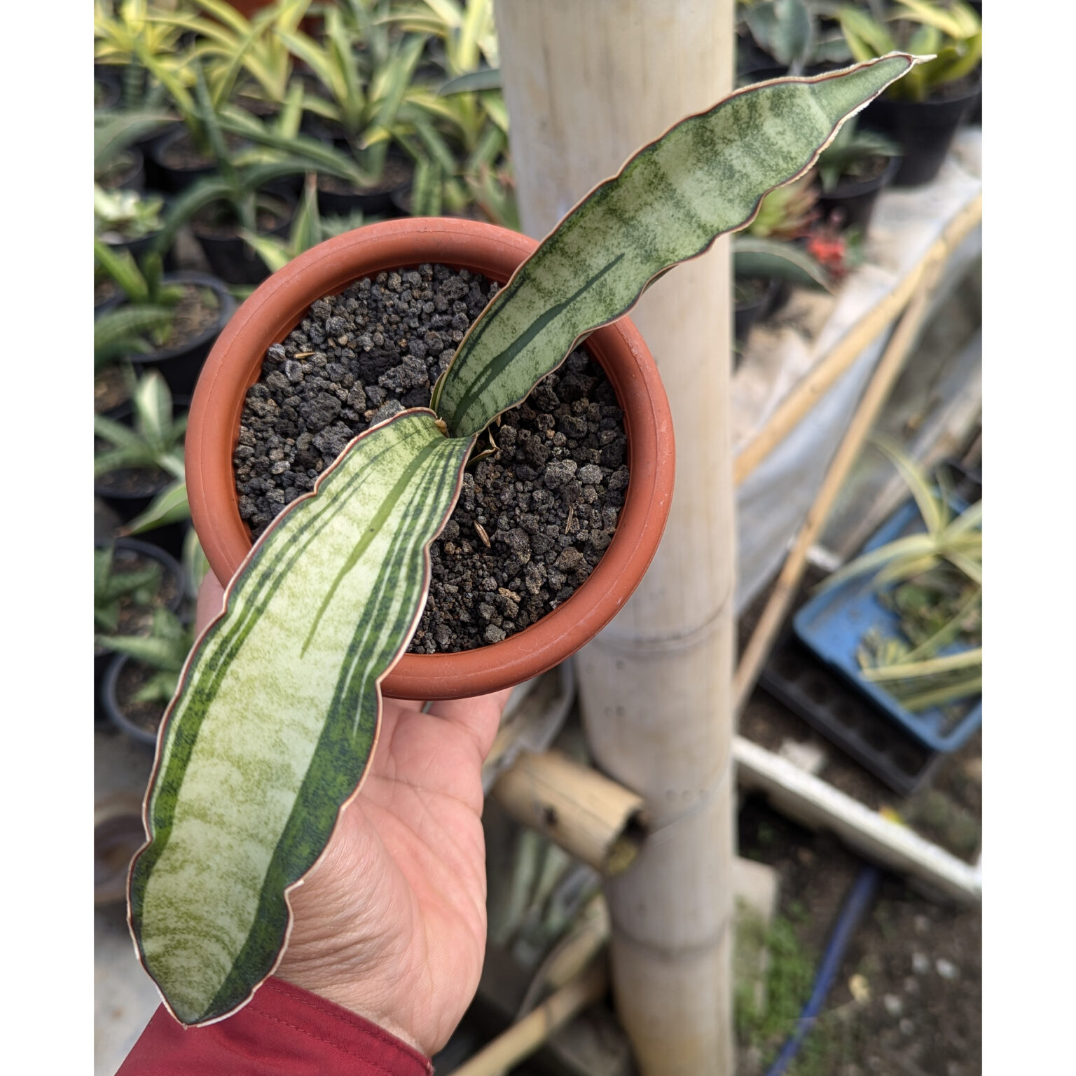 Sansevieria Malawi Bat White Variegated, real feature image plant. Picture taken directly from kaktus.id community Sansevieria farmer green houses.