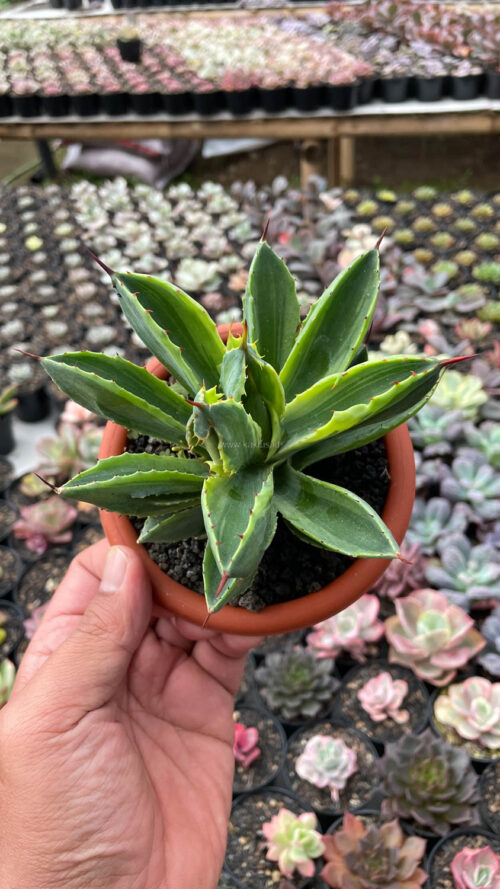 Agave Potatorum CV. Cubic Variegated, real gallery image #25 plants. Picture taken directly from kaktus.id community Agave farmer green houses.