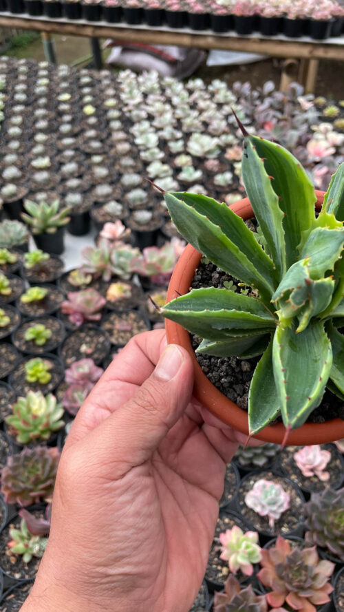 Agave Potatorum CV. Cubic Variegated, real gallery image #18 plants. Picture taken directly from kaktus.id community Agave farmer green houses.
