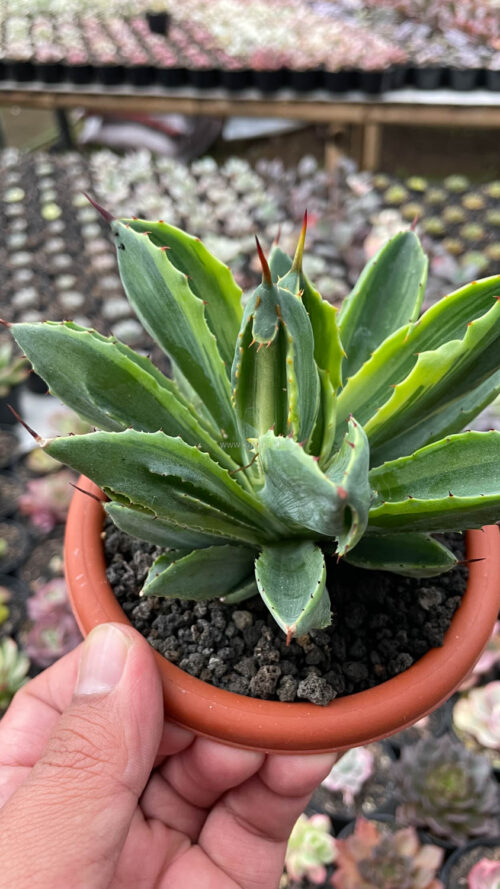 Agave Potatorum CV. Cubic Variegated, real gallery image #23 plants. Picture taken directly from kaktus.id community Agave farmer green houses.