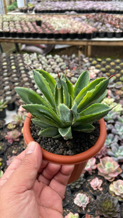 Agave Potatorum CV. Cubic Variegated, real gallery image #11 plants. Picture taken directly from kaktus.id community Agave farmer green houses.