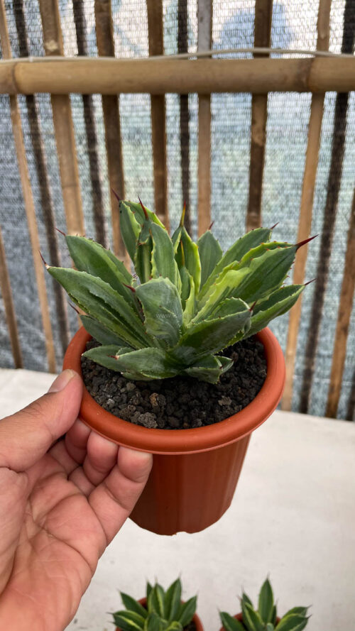 Agave Potatorum CV. Cubic Variegated, real gallery image #13 plants. Picture taken directly from kaktus.id community Agave farmer green houses.