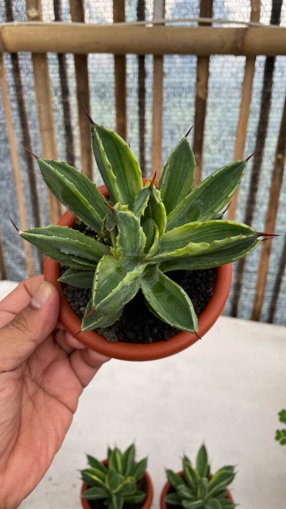 kaktus.id