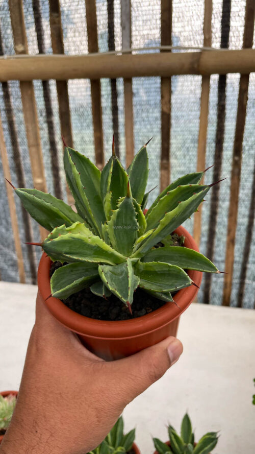 Agave Potatorum CV. Cubic Variegated, real gallery image #9 plants. Picture taken directly from kaktus.id community Agave farmer green houses.