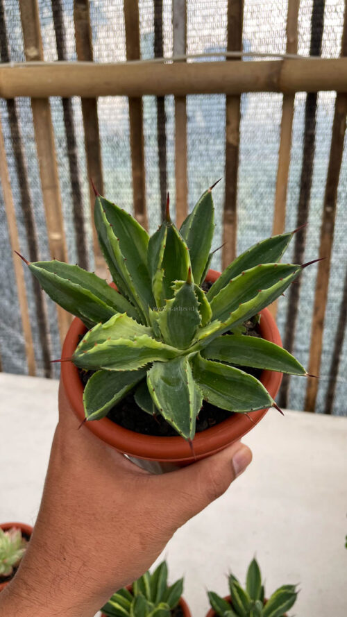 Agave Potatorum CV. Cubic Variegated, real gallery image #7 plants. Picture taken directly from kaktus.id community Agave farmer green houses.