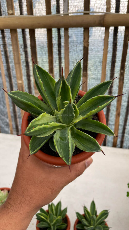 Agave Potatorum CV. Cubic Variegated, real gallery image #4 plants. Picture taken directly from kaktus.id community Agave farmer green houses.