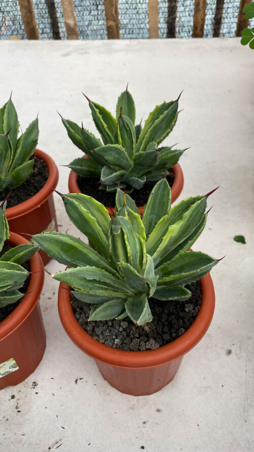 Agave Potatorum CV. Cubic Variegated, real gallery image #17 plants. Picture taken directly from kaktus.id community Agave farmer green houses.