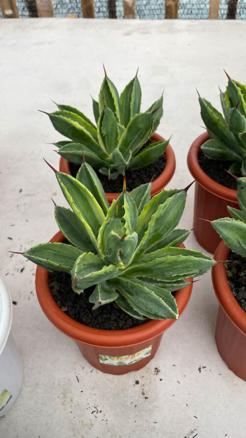 Agave Potatorum CV. Cubic Variegated, real gallery image #6 plants. Picture taken directly from kaktus.id community Agave farmer green houses.