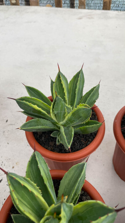 Agave Potatorum CV. Cubic Variegated, real gallery image #19 plants. Picture taken directly from kaktus.id community Agave farmer green houses.
