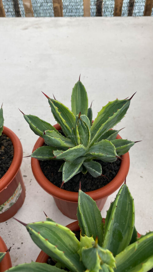 Agave Potatorum CV. Cubic Variegated, real gallery image #21 plants. Picture taken directly from kaktus.id community Agave farmer green houses.