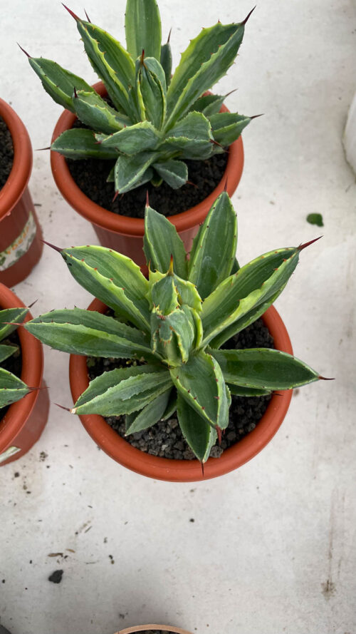Agave Potatorum CV. Cubic Variegated, real gallery image #22 plants. Picture taken directly from kaktus.id community Agave farmer green houses.