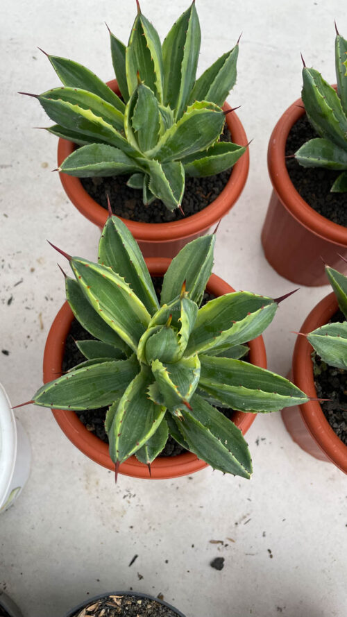 Agave Potatorum CV. Cubic Variegated, real gallery image #1 plants. Picture taken directly from kaktus.id community Agave farmer green houses.