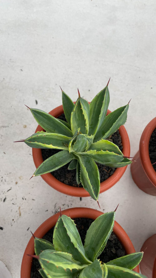 Agave Potatorum CV. Cubic Variegated, real gallery image #24 plants. Picture taken directly from kaktus.id community Agave farmer green houses.