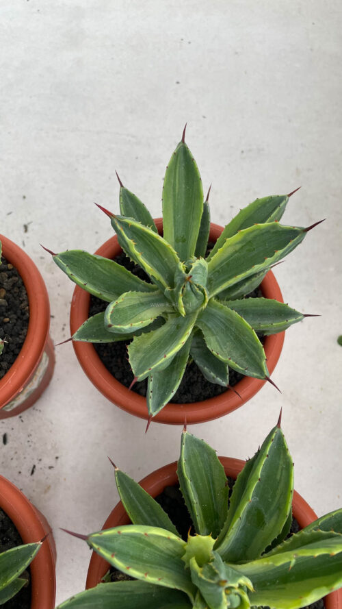 Agave Potatorum CV. Cubic Variegated, real gallery image #3 plants. Picture taken directly from kaktus.id community Agave farmer green houses.