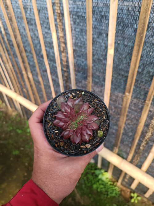 Echeveria Maroon Prince Cristata, real gallery image #6 plants. Picture taken directly from kaktus.id community Echeveria farmer green houses.