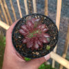 Echeveria Maroon Prince Cristata, real feature image plant. Picture taken directly from kaktus.id community Echeveria farmer green houses.