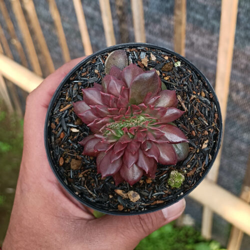 Echeveria Maroon Prince Cristata, real gallery image #8 plants. Picture taken directly from kaktus.id community Echeveria farmer green houses.