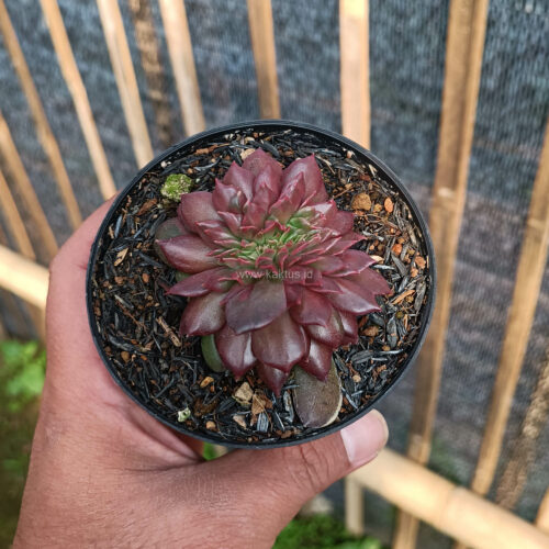 Echeveria Maroon Prince Cristata, real gallery image #1 plants. Picture taken directly from kaktus.id community Echeveria farmer green houses.