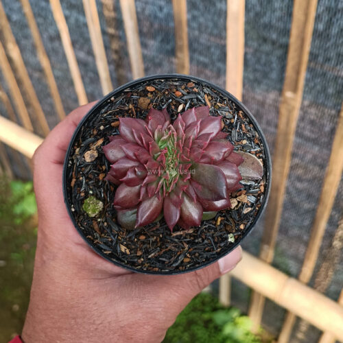 Echeveria Maroon Prince Cristata, real gallery image #2 plants. Picture taken directly from kaktus.id community Echeveria farmer green houses.