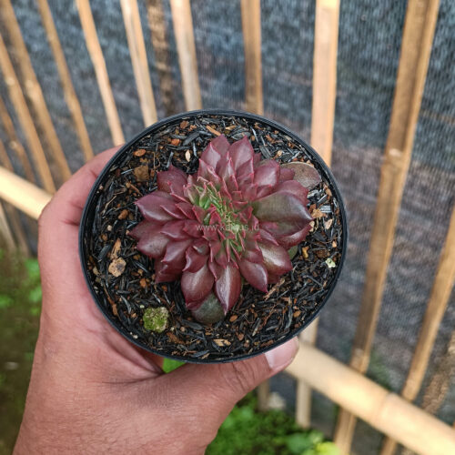 Echeveria Maroon Prince Cristata, real gallery image #3 plants. Picture taken directly from kaktus.id community Echeveria farmer green houses.