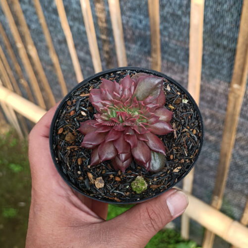 Echeveria Maroon Prince Cristata, real gallery image #4 plants. Picture taken directly from kaktus.id community Echeveria farmer green houses.