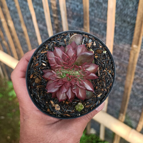 Echeveria Maroon Prince Cristata, real gallery image #5 plants. Picture taken directly from kaktus.id community Echeveria farmer green houses.