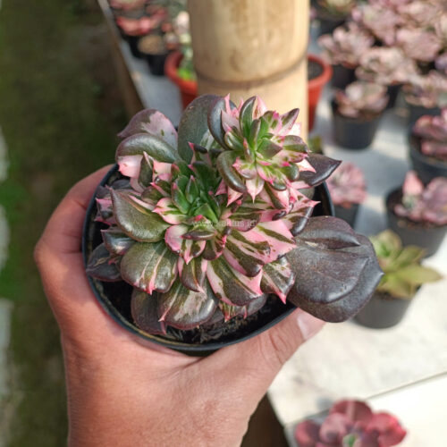 Echeveria Black Pink Prince Cluster, real gallery image #13 plants. Picture taken directly from kaktus.id community Echeveria farmer green houses.