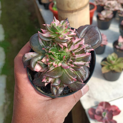 Echeveria Black Pink Prince Cluster, real gallery image #14 plants. Picture taken directly from kaktus.id community Echeveria farmer green houses.