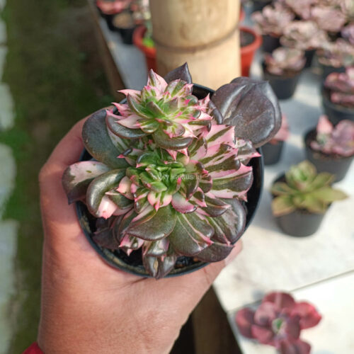 Echeveria Black Pink Prince Cluster, real gallery image #15 plants. Picture taken directly from kaktus.id community Echeveria farmer green houses.