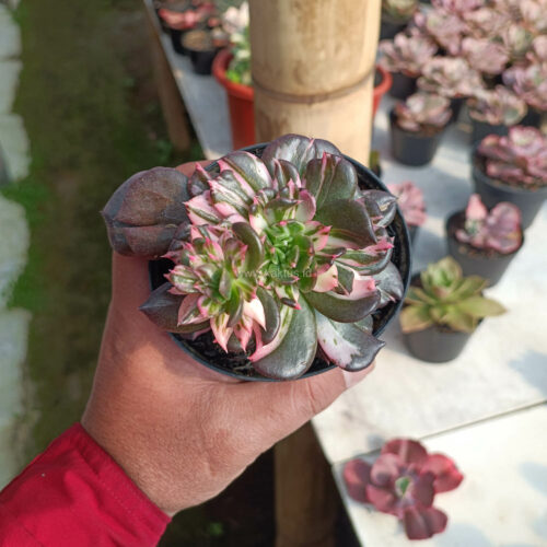 Echeveria Black Pink Prince Cluster, real gallery image #3 plants. Picture taken directly from kaktus.id community Echeveria farmer green houses.