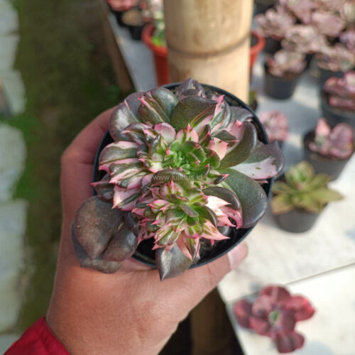 Echeveria Black Pink Prince Cluster, real gallery image #5 plants. Picture taken directly from kaktus.id community Echeveria farmer green houses.