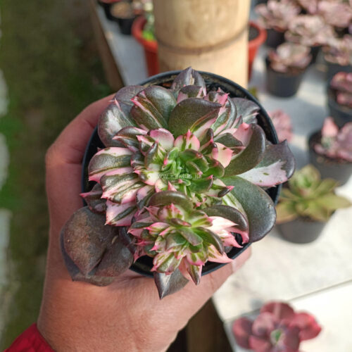 Echeveria Black Pink Prince Cluster, real gallery image #6 plants. Picture taken directly from kaktus.id community Echeveria farmer green houses.