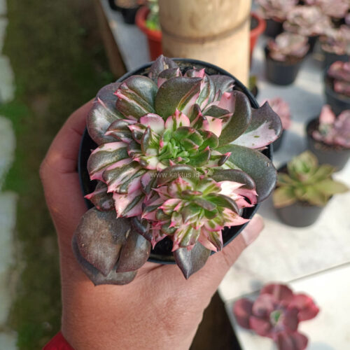 Echeveria Black Pink Prince Cluster, real gallery image #8 plants. Picture taken directly from kaktus.id community Echeveria farmer green houses.