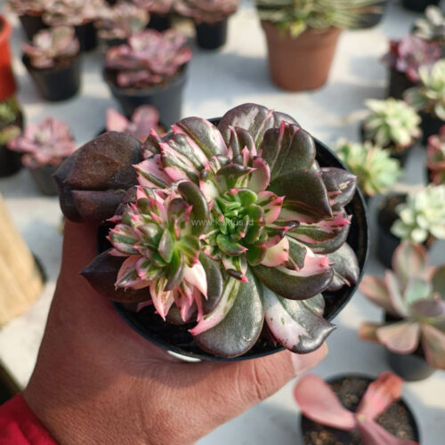Echeveria Black Pink Prince Cluster, real gallery image #1 plants. Picture taken directly from kaktus.id community Echeveria farmer green houses.