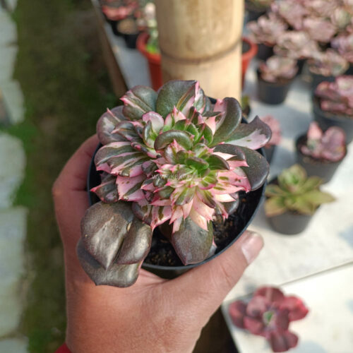 Echeveria Black Pink Prince Cluster, real gallery image #9 plants. Picture taken directly from kaktus.id community Echeveria farmer green houses.