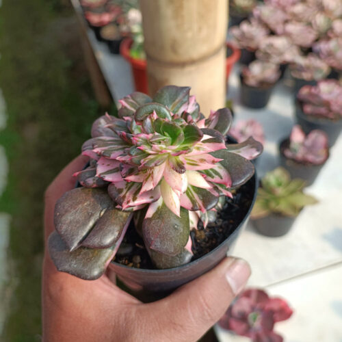 Echeveria Black Pink Prince Cluster, real gallery image #10 plants. Picture taken directly from kaktus.id community Echeveria farmer green houses.