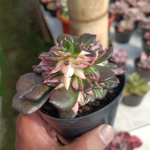 Echeveria Black Pink Prince Cluster, real gallery image #11 plants. Picture taken directly from kaktus.id community Echeveria farmer green houses.