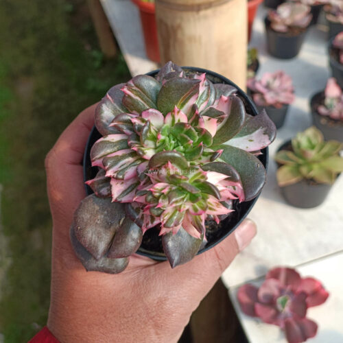 Echeveria Black Pink Prince Cluster, real gallery image #12 plants. Picture taken directly from kaktus.id community Echeveria farmer green houses.