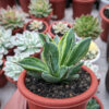 Agave Potatorum CV. Cubic Lite Variegated, real feature image plant. Picture taken directly from kaktus.id community Agave farmer green houses.