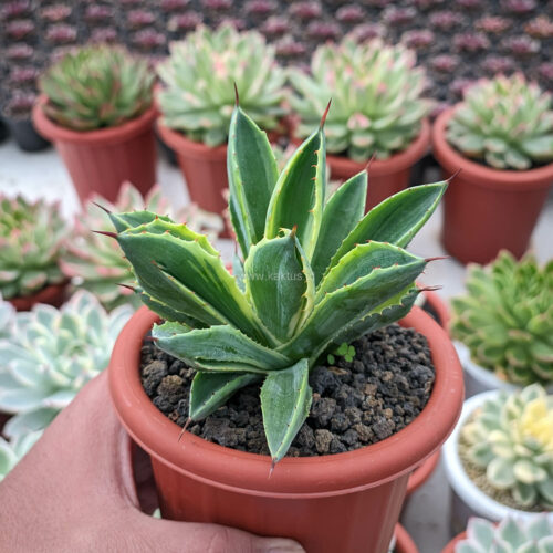 Agave Potatorum CV. Cubic Lite Variegated, real gallery image #4 plants. Picture taken directly from kaktus.id community Agave farmer green houses.