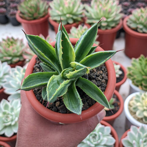 Agave Potatorum CV. Cubic Lite Variegated, real gallery image #5 plants. Picture taken directly from kaktus.id community Agave farmer green houses.